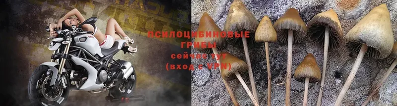 Галлюциногенные грибы Magic Shrooms  Владикавказ 